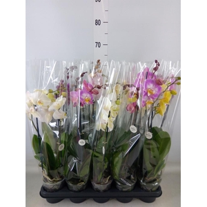 Phalaenopsis   ...mix