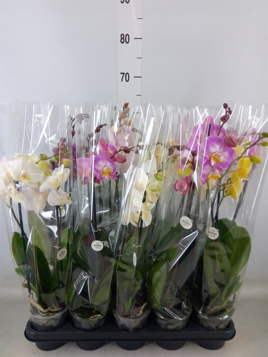 <h4>Phalaenopsis   ...mix</h4>