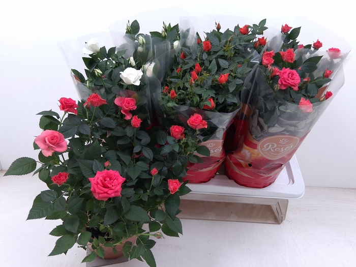 <h4>RO FAV RO GEM 3 SRT</h4>