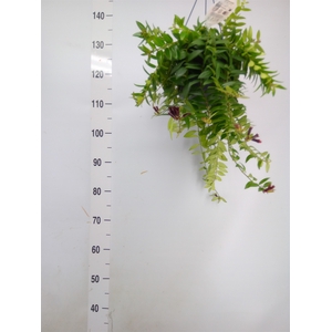 Aeschynanthus  'Caro Improved'