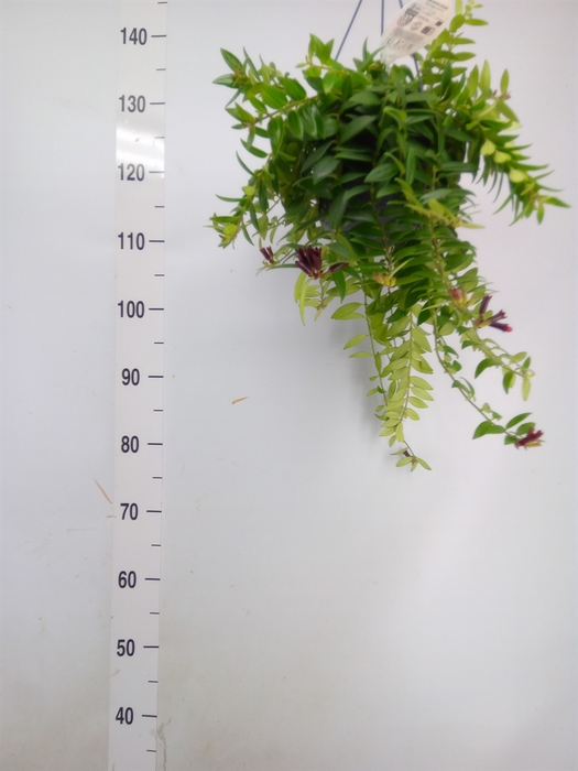 <h4>Aeschynanthus  'Caro Improved'</h4>