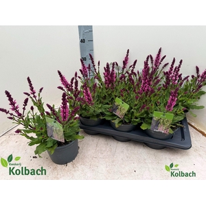 SALVIA NE OV