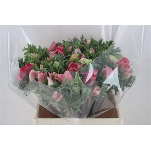 Anem Mistral Super Shoking Pink