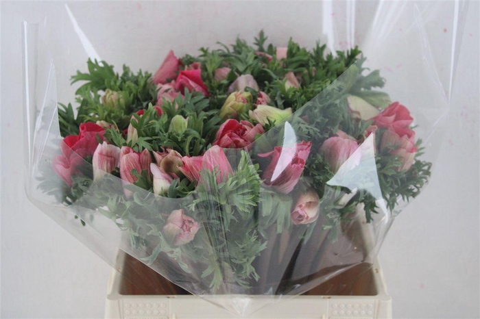 <h4>Anem Mistral Super Shoking Pink</h4>