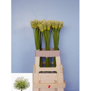 ALLIUM WHITE EMPRESS
