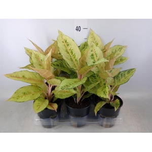 Aglaonema   ...
