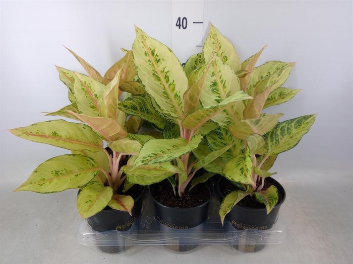 <h4>Aglaonema   ...</h4>