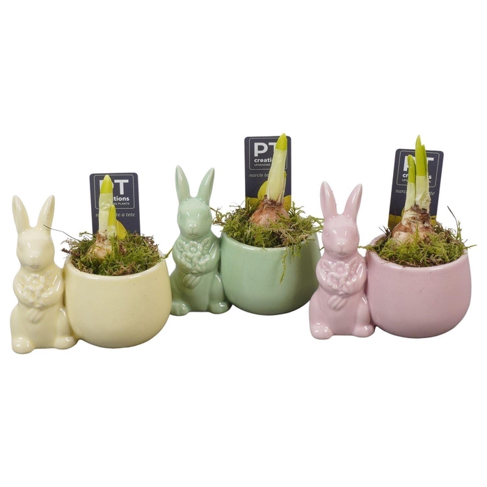 <h4>Arr. Narcissus Tete Tete L%</h4>