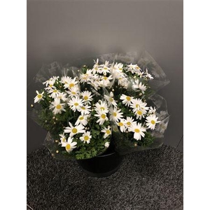 Margrieten White X 10 St