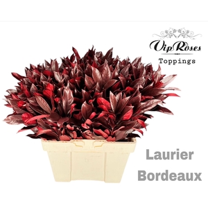 LAURIER BORDEAUX