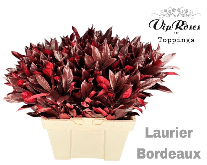 <h4>LAURIER BORDEAUX</h4>