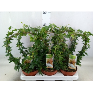 Hedera   ...green leafed