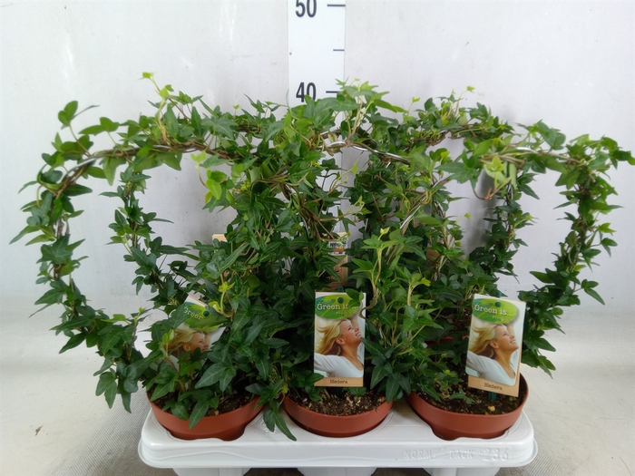 <h4>Hedera   ...green leafed</h4>