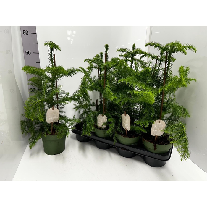 <h4>Araucaria Heterophylla 14Ø 50cm 1pp</h4>