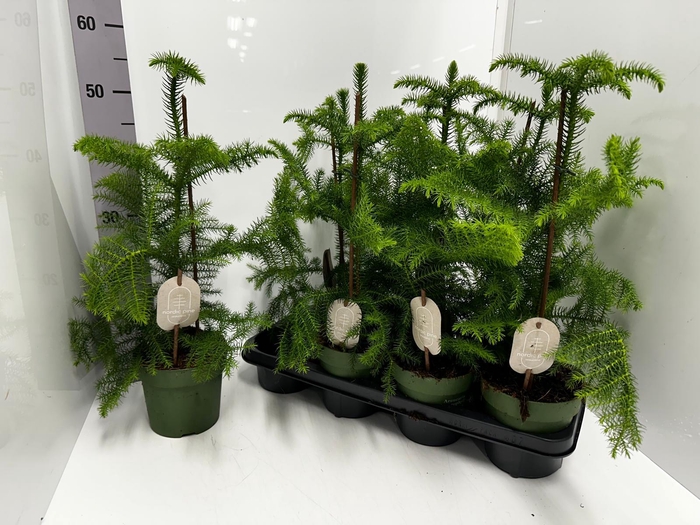 Araucaria Heterophylla 14Ø 50cm 1pp