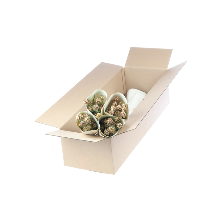 <h4>Nigella nat. green</h4>