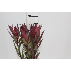 PROTEA SAFARI VINHO
