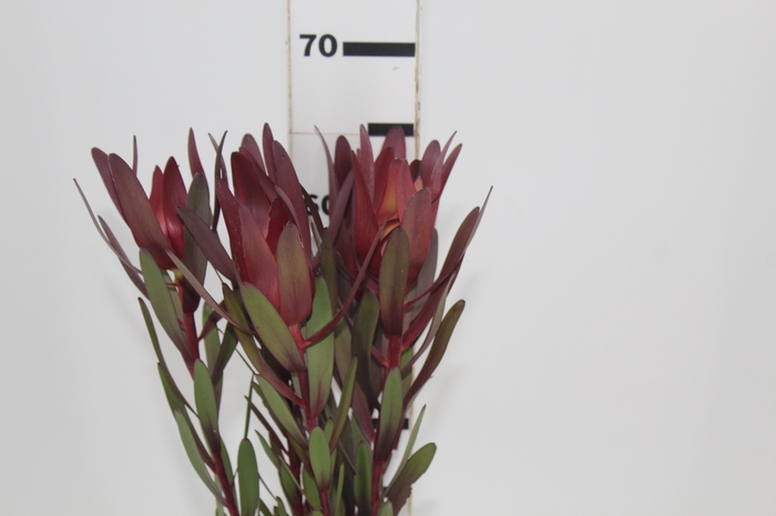 <h4>PROTEA SAFARI VINHO</h4>