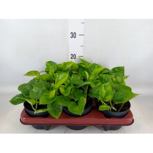 Epipremnum pinn. 'Global Green'