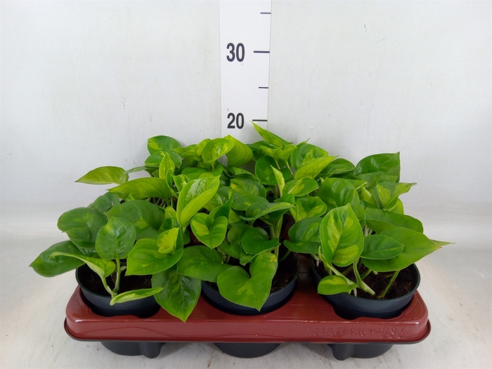 <h4>Epipremnum pinn. 'Global Green'</h4>