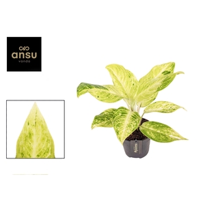 Aglaonema Citronelle
