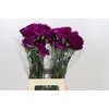 Dianthus St Yukari Violet
