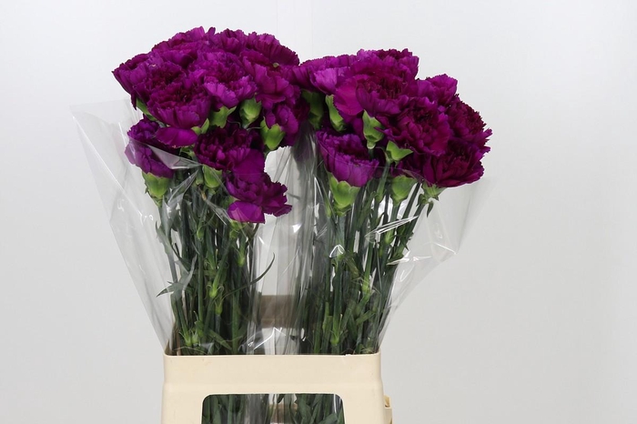 Dianthus St Yukari Violet