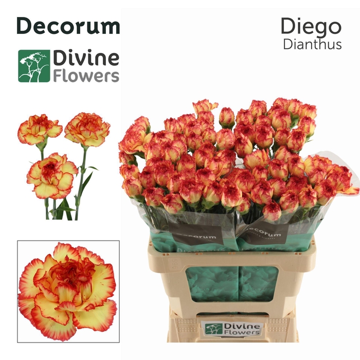 <h4>Dianthus ST 'Diego'</h4>