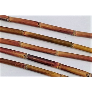 Sugar Cane