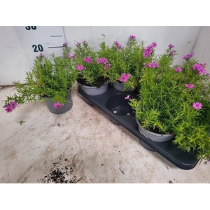 PHLOX S SAMSON