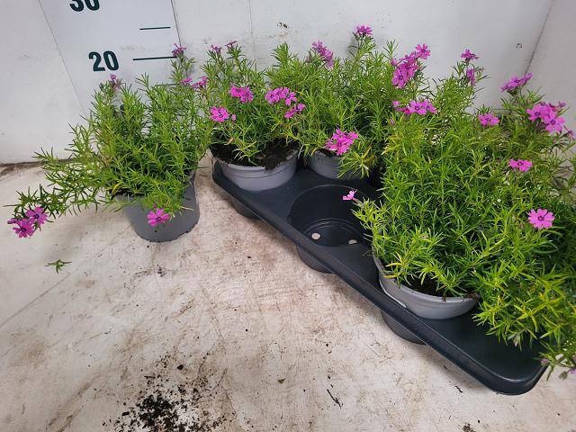 <h4>PHLOX S SAMSON</h4>