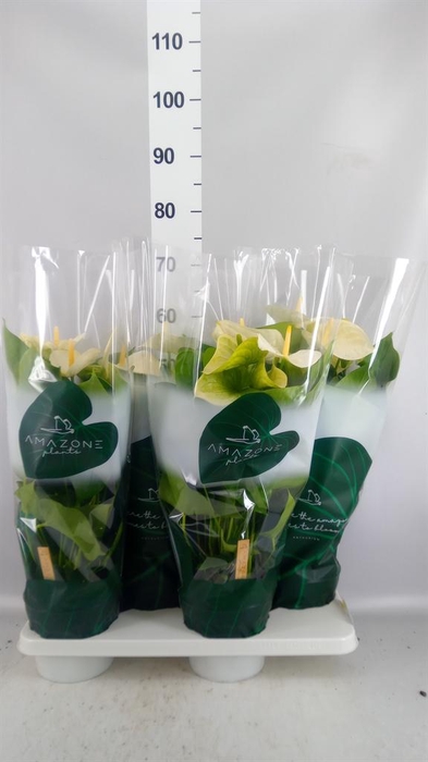 <h4>Anthurium andr. 'Samora'</h4>