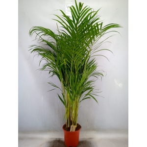 Dypsis lutescens   ...Chrysalidoca