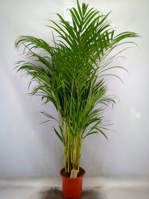 <h4>Dypsis lutescens   ...Chrysalidoca</h4>