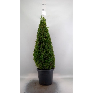 Buxus semp.   ...