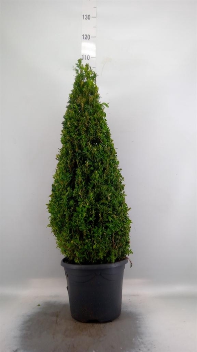 <h4>Buxus semp.   ...</h4>