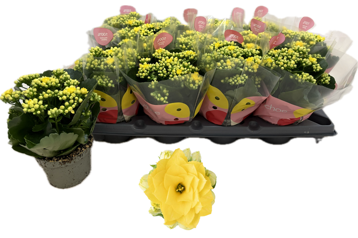 <h4>Kal Ge Rf Ruth</h4>