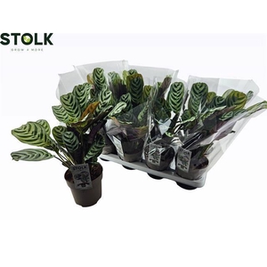 CTENANTHE BURLE-MARX