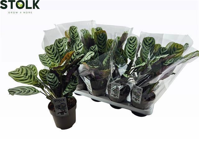 <h4>CTENANTHE BURLE-MARX</h4>