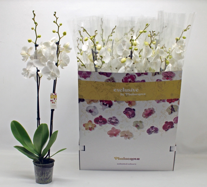 <h4>PHAL OV WIT</h4>