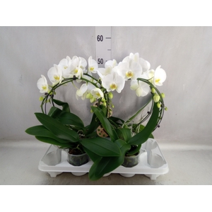 Phalaenopsis   ...