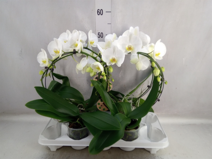 Phalaenopsis   ...