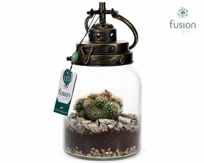 <h4>Glazen LEDlamp met Cactus</h4>