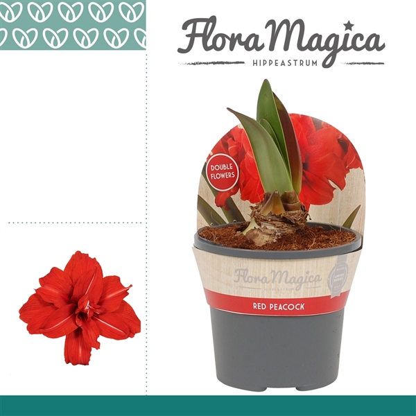 <h4>Amaryllis Red Peacock 2 Knop in Potkraag</h4>