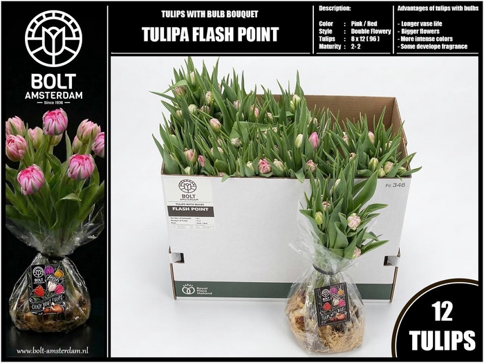 <h4>TU DU FLASH POINT</h4>