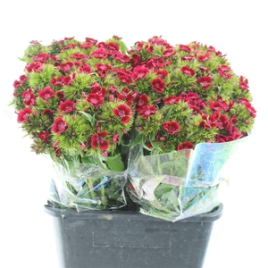 Di Barb Kiwi Dark Red
