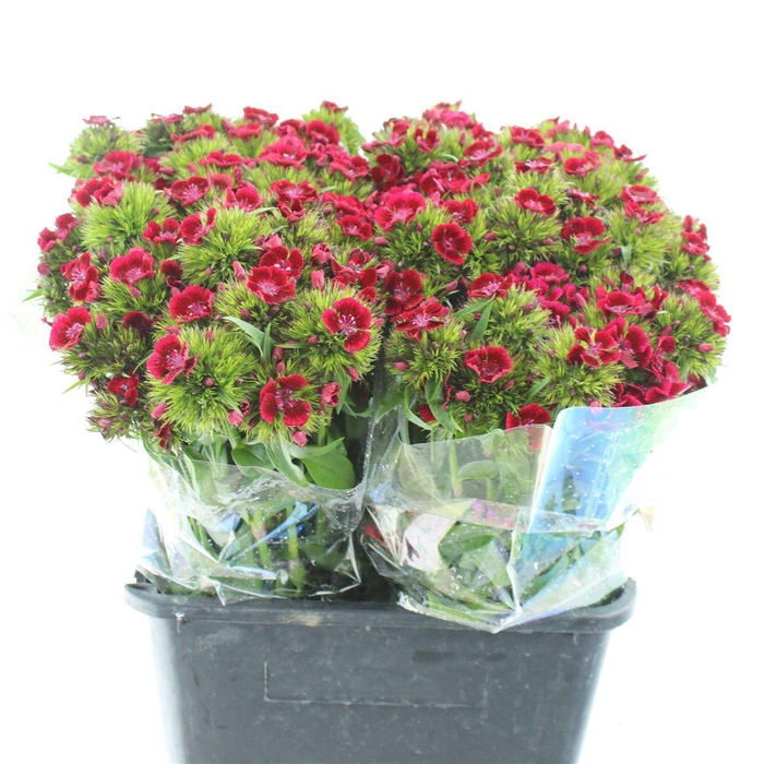 <h4>Di Barb Kiwi Dark Red</h4>