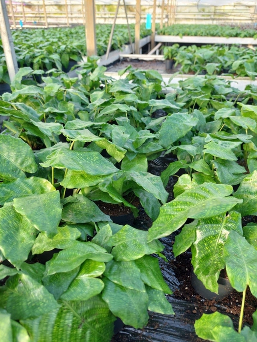 Calathea network 12cm