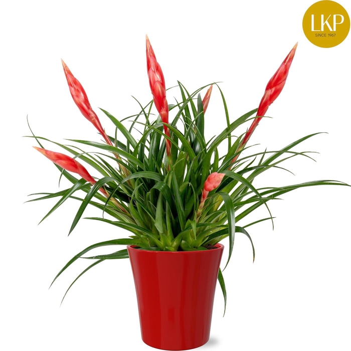 <h4>Vriesea Astrid</h4>