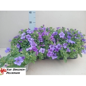 PET SKY BLUE SURFINI